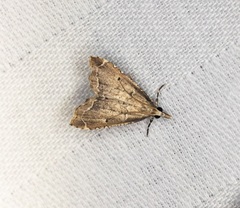 Diplopseustis perieresalis
