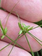 Cyperus gracilis