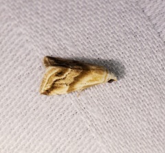 Eublemma roseana