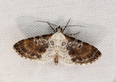 Eupithecia mundiscripta
