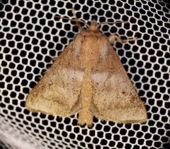 Griseothosea fasciata