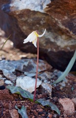 Erythronium helenae