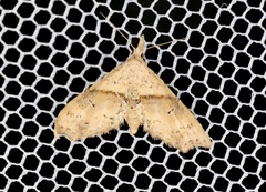 Hypenagonia