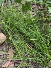 Cyperus gracilis