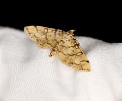 Lamprosema tampiusalis