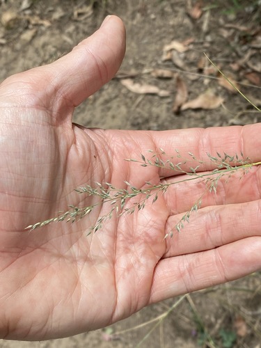 Image of Arundinella nepalensis by (c) Greg Tasney, some rights reserved (CC BY-SA)