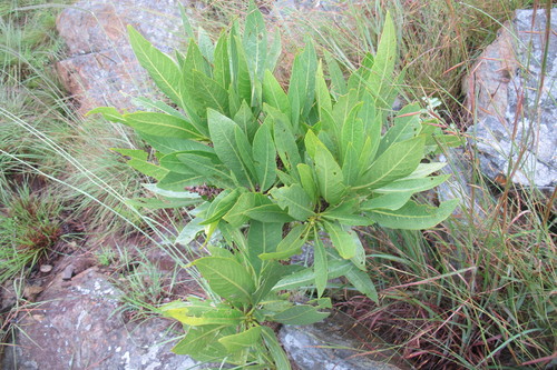 Image of Pavetta edentula by (c) James Deacon, some rights reserved (CC BY-SA)