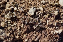 Collomia diversifolia