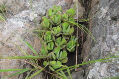 Crassula swaziensis