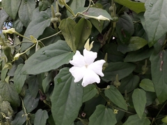 Magnoliopsida