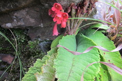 Streptocarpus dunnii