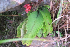 Streptocarpus dunnii