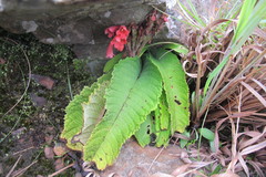 Streptocarpus dunnii