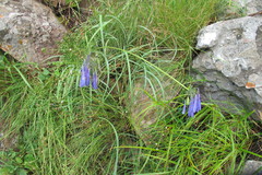 Agapanthus inapertus