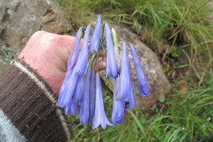 Agapanthus inapertus