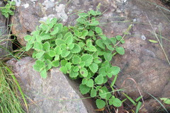 Coleus grandidentatus