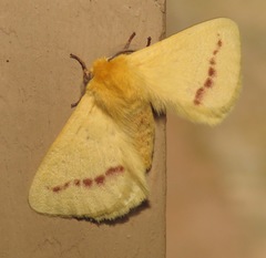Stenoglene rosea