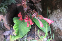 Streptocarpus dunnii