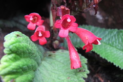 Streptocarpus dunnii