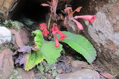 Streptocarpus dunnii
