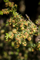 Juniperus drupacea