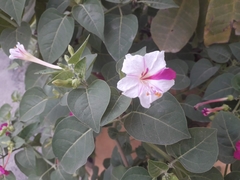 Mirabilis jalapa