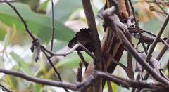 Ogyris abrota