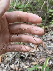 Capillipedium parviflorum