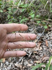 Capillipedium parviflorum