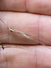 Capillipedium parviflorum