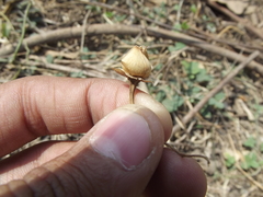 Xenostegia tridentata