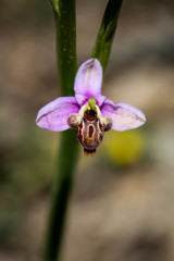 Ophrys schulzei