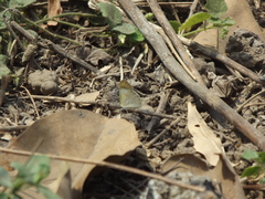 Colotis etrida etrida