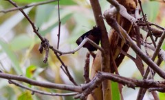 Ogyris abrota
