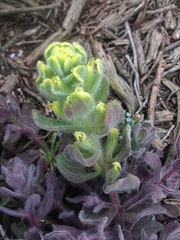 Castilleja mollis