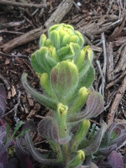 Castilleja mollis