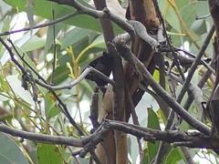 Ogyris abrota