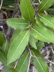 Cryptocarya microneura