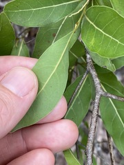 Cryptocarya microneura