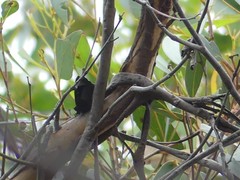 Ogyris abrota