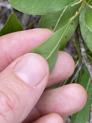 Cryptocarya microneura