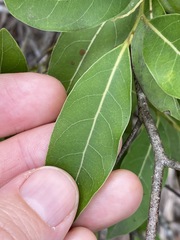 Cryptocarya microneura