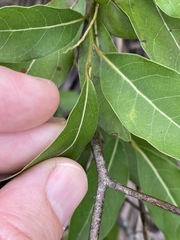 Cryptocarya microneura