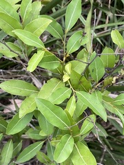 Cryptocarya microneura