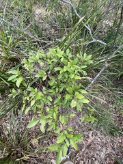 Cryptocarya microneura