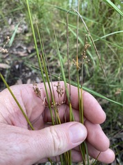 Juncus usitatus