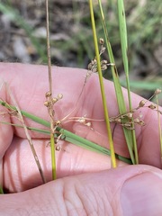 Juncus usitatus