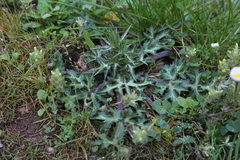 Eryngium creticum