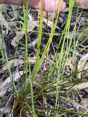Juncus usitatus