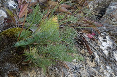 Anisotome cauticola
